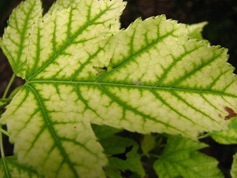 CHLOROSIS - GROWTH IN PLANTS | CAUSES | IRON CHLOROSIS | ETIOLATION