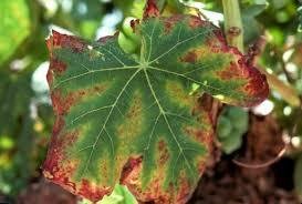 CHLOROSIS - GROWTH IN PLANTS | CAUSES | IRON CHLOROSIS | ETIOLATION