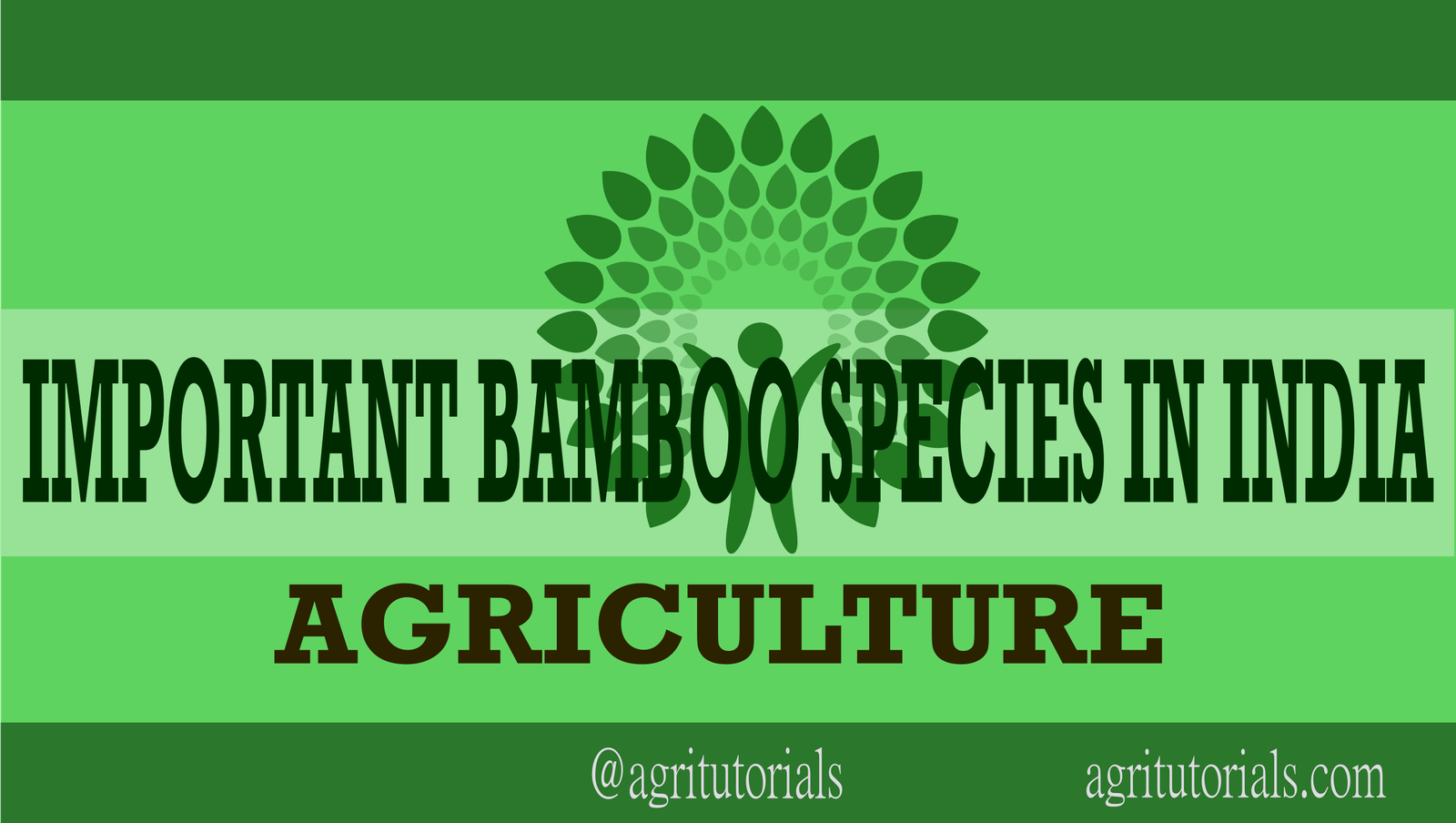 IMPORTANT BAMBOO SPECIES IN INDIA