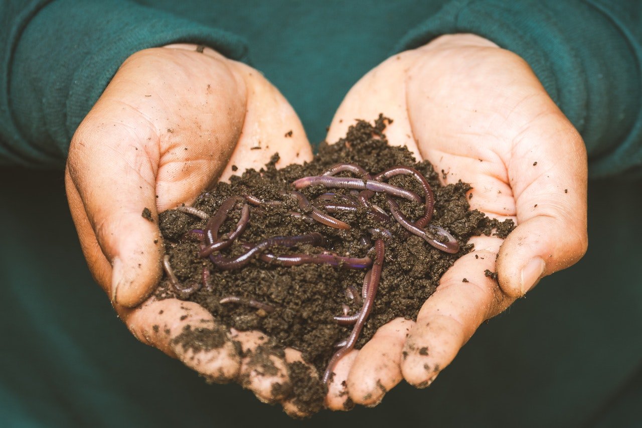 Role of Manures and Fertilizers-earthworms