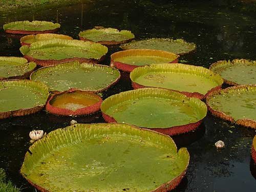largest botanical garden in india - botanical garden kolkata images