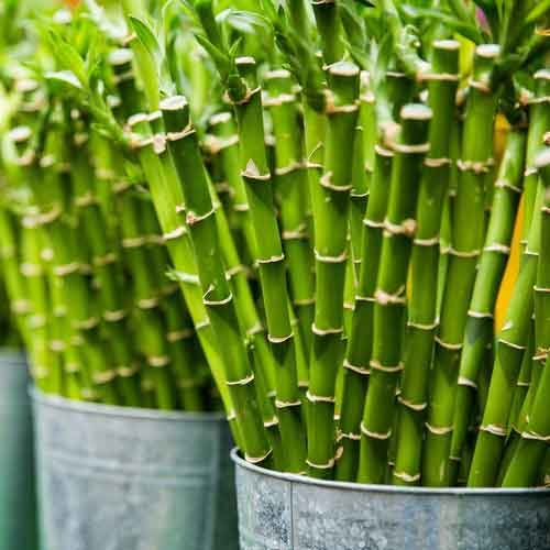 Important Bamboo Species In India 