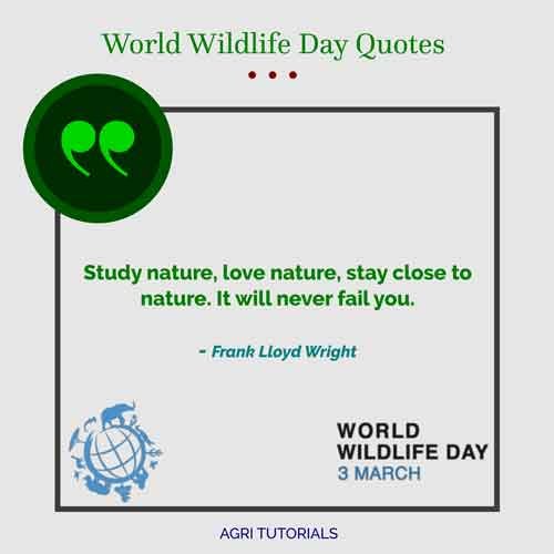 World Wildlife Day Inspirational Quotes : Study nature, love nature, stay close to nature. It will never fail you