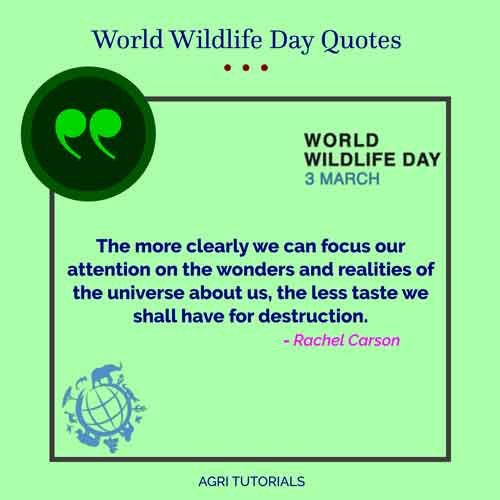 World Wildlife Day Inspirational Quotes : The more clearly we can focus our attention on the wonders and realities of the universe
