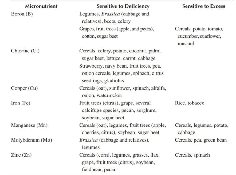 Plant Nutrients in the Soil | 17 Growth Elements | - AGRI TUTORIALS