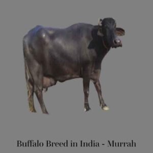 Top 25 High Demanding Cow and Buffalo Breeds in India for Milk - AGRI ...