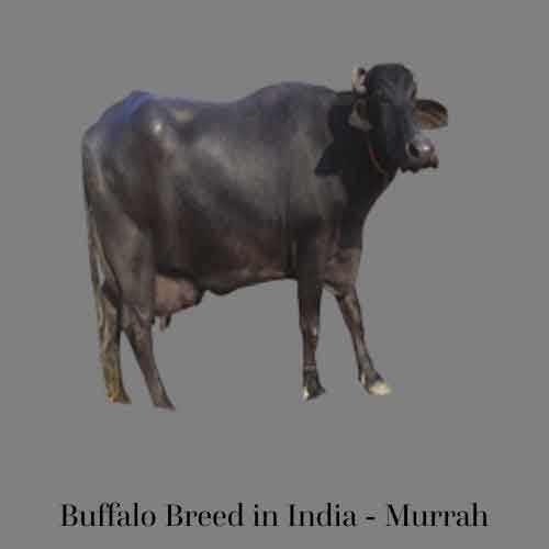 Buffalo Breed: Murrah