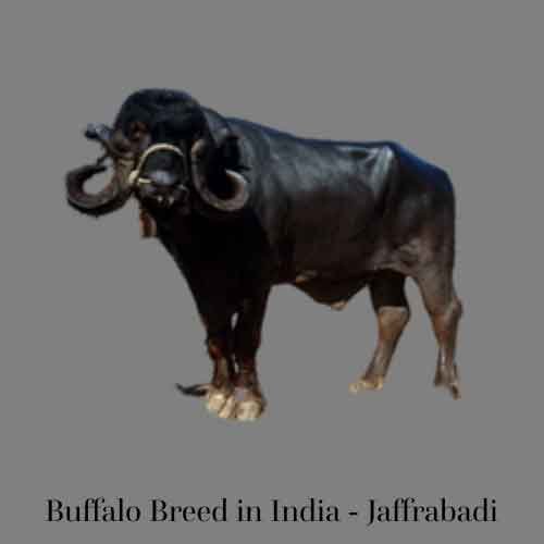 Buffalo Breed: Jaffrabadi