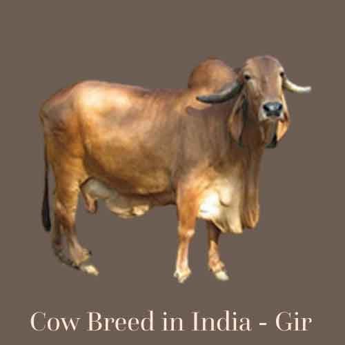 Cow and Buffalo Breeds in India for Milk: Gir