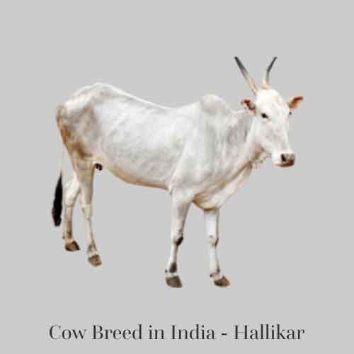 Cow and Buffalo Breeds in India: Hallikar