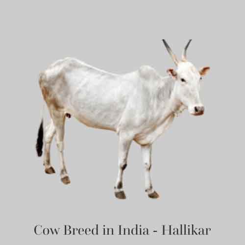 indian cow breeds for milk