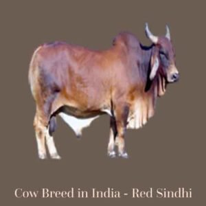 Top 25 High Demanding Cow and Buffalo Breeds in India for Milk - AGRI ...