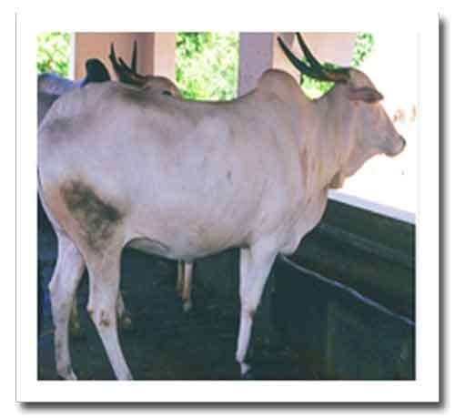 Cow and Buffalo Breeds in India: Amritmahal