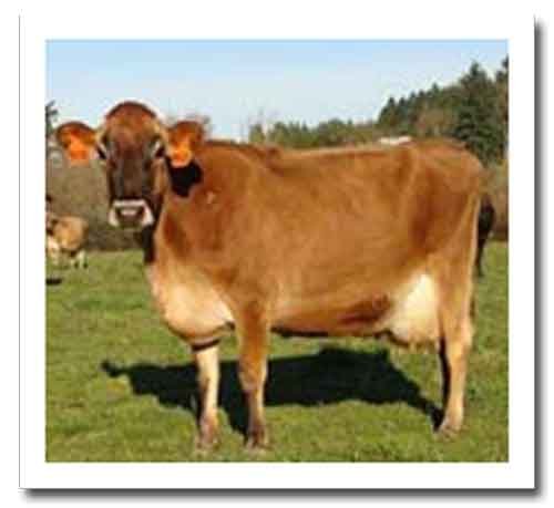 Exotic Dairy Breeds of Cattle : Jersey Cow