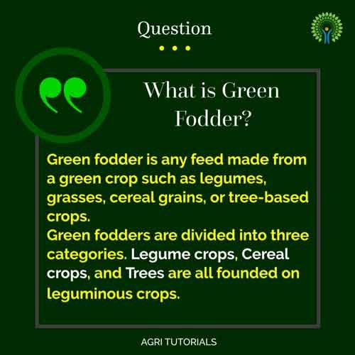 Fodder: Important 15 Fodder Crops