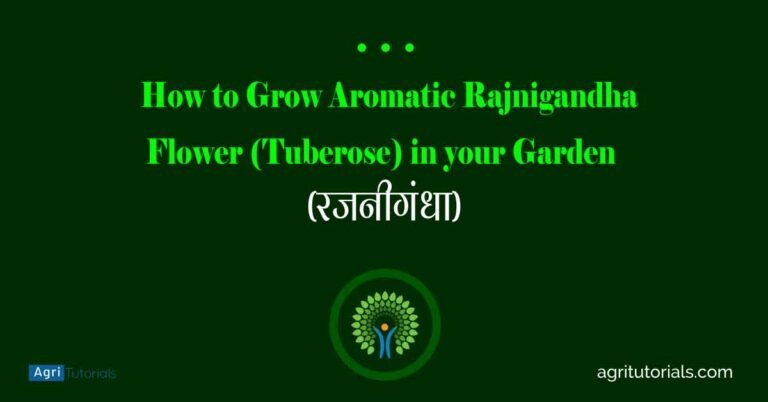 How to Grow Aromatic Rajnigandha Flower (Tuberose) in your Garden