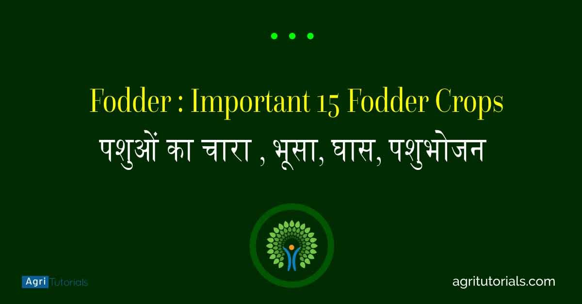 Fodder: Important 15 Fodder Crops