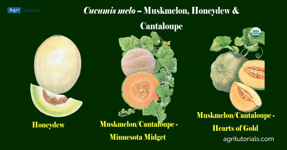 Diffrence between Muskmelon, Honeydew & Cantaloupe